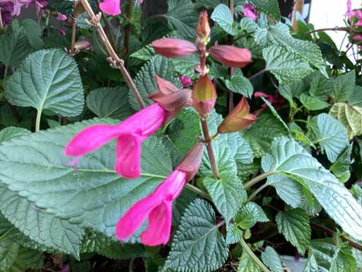 Vaste planten - Salvia(30)