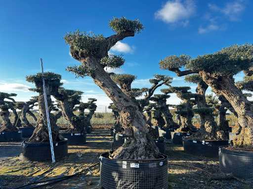 Olijfboom - Olea Europea Pom Pom Secolare