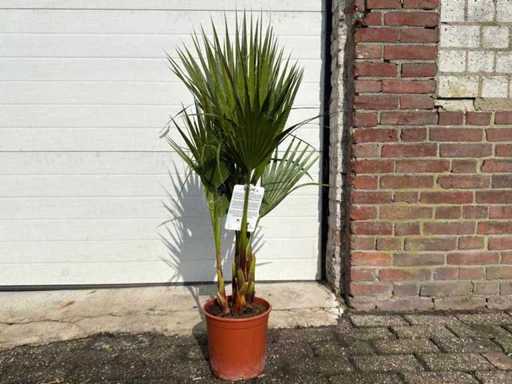 Mexican Fan Palm - Washingtonia Robusta - Mediterranean tree - height approx. 100cm 