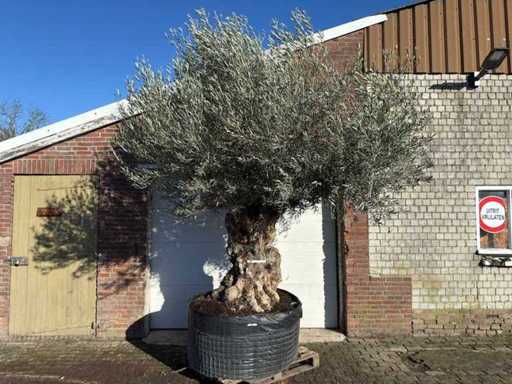 Bonsai drzewa oliwnego XXL - Olea Europaea - 200 lat - wysokość ok. 300 cm