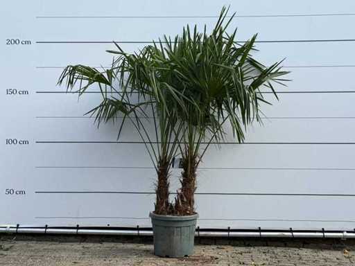 Doppio stelo a ventaglio cinese - Trachycarpus Fortunei - altezza circa 200 cm