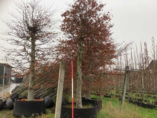 Buk czerwony – drzewo ozdobne