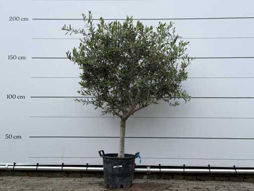 Olive tree Andalucia M - Olea Europaea - approx. 40 years old - height approx. 200 cm