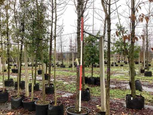 Drzewo słodkie – drzewo owocowe / owocowe