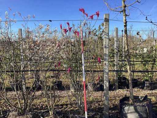 Arbore de lalea falsă - Arbore cu mai multe tulpini
