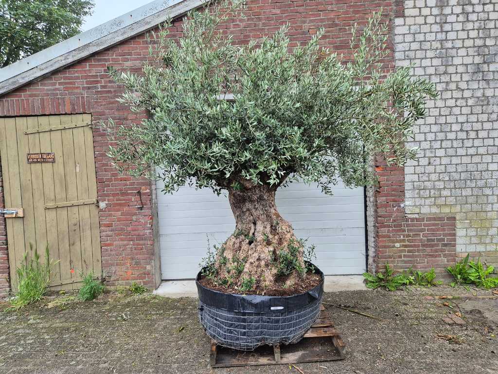 Bonsaï d’olivier - Olea Europaea - 250 ans - hauteur env. 300 cm