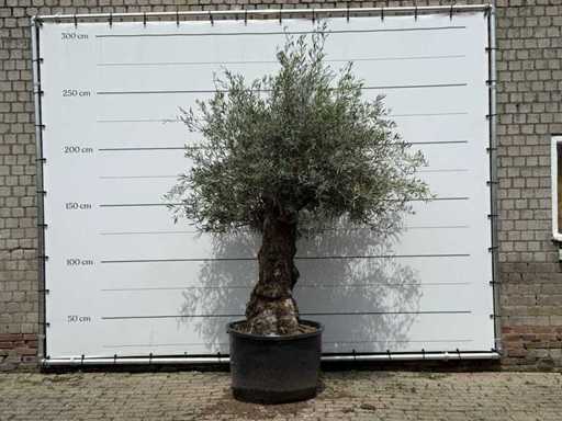 Olive tree Bonsai - Olea Europaea - approx. 80 years old - height approx. 250 cm