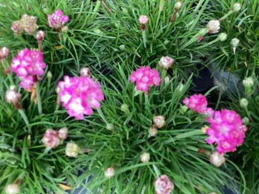 Perennials - English grass (x50) and Phlox (50)