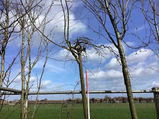 Treursierkers - Vormboom