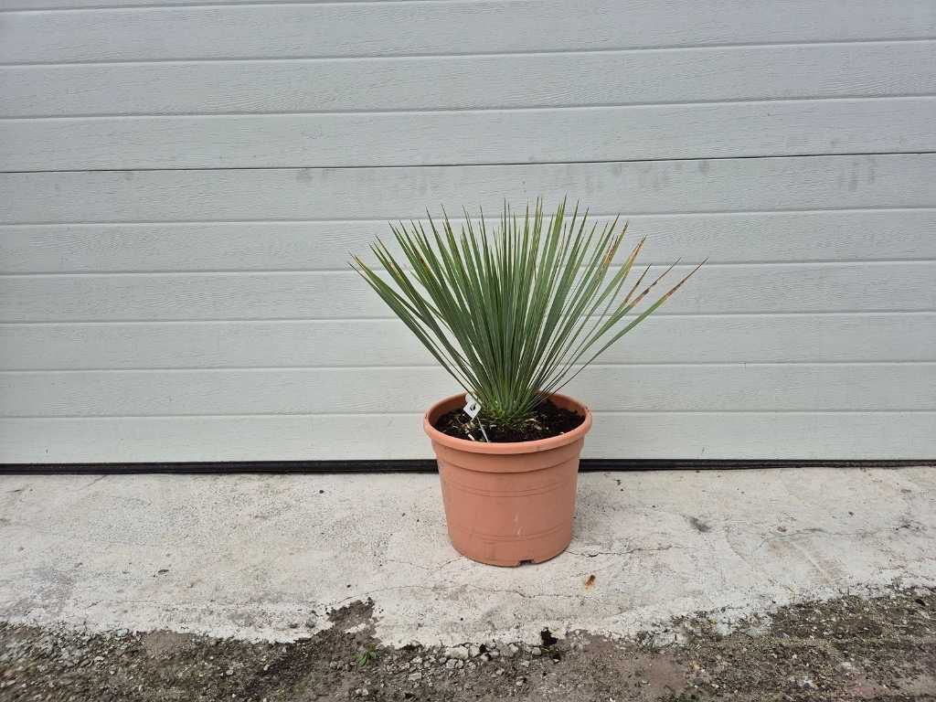 Palmlelie - Yucca Rostrata - hoogte ca. 40 cm