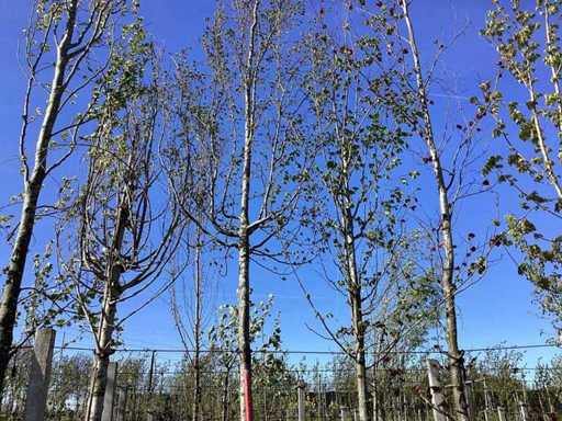 Hornbeam - Avenue Tree (2x)