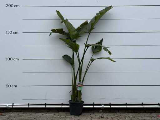 Bird of paradise plant M - Strelitzia Augusta - height approx. 175 cm