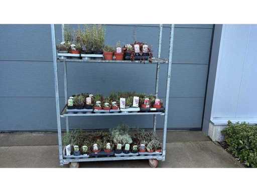 Mélange de plantes vivaces (120x)