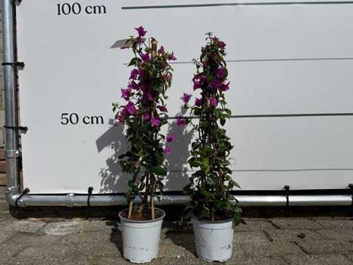 2x Bougainvillea-Pyramide – Bougainvillea Sanderiana – Höhe ca. 70 cm