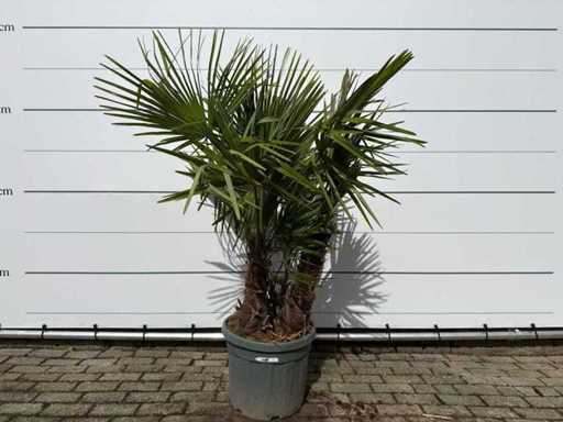 Chinese waaierpalm driedubbele stam - Trachycarpus Fortunei - hoogte ca. 180 cm