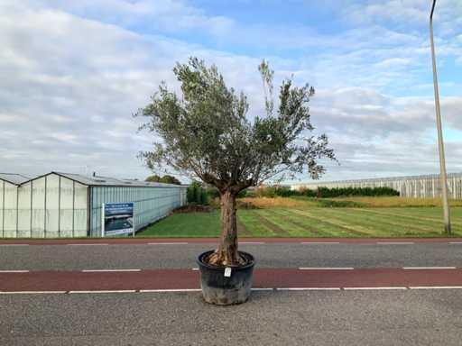 Olive tree (Olea Europaea Lessini)