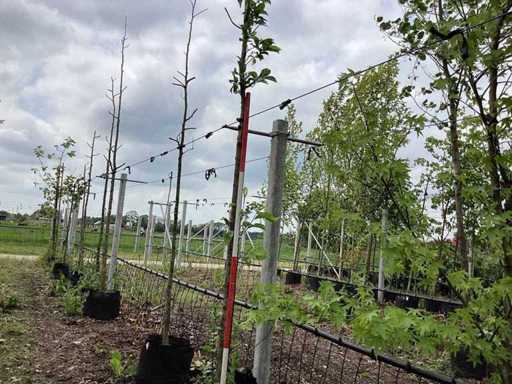 Albero di castoro - Parkboom