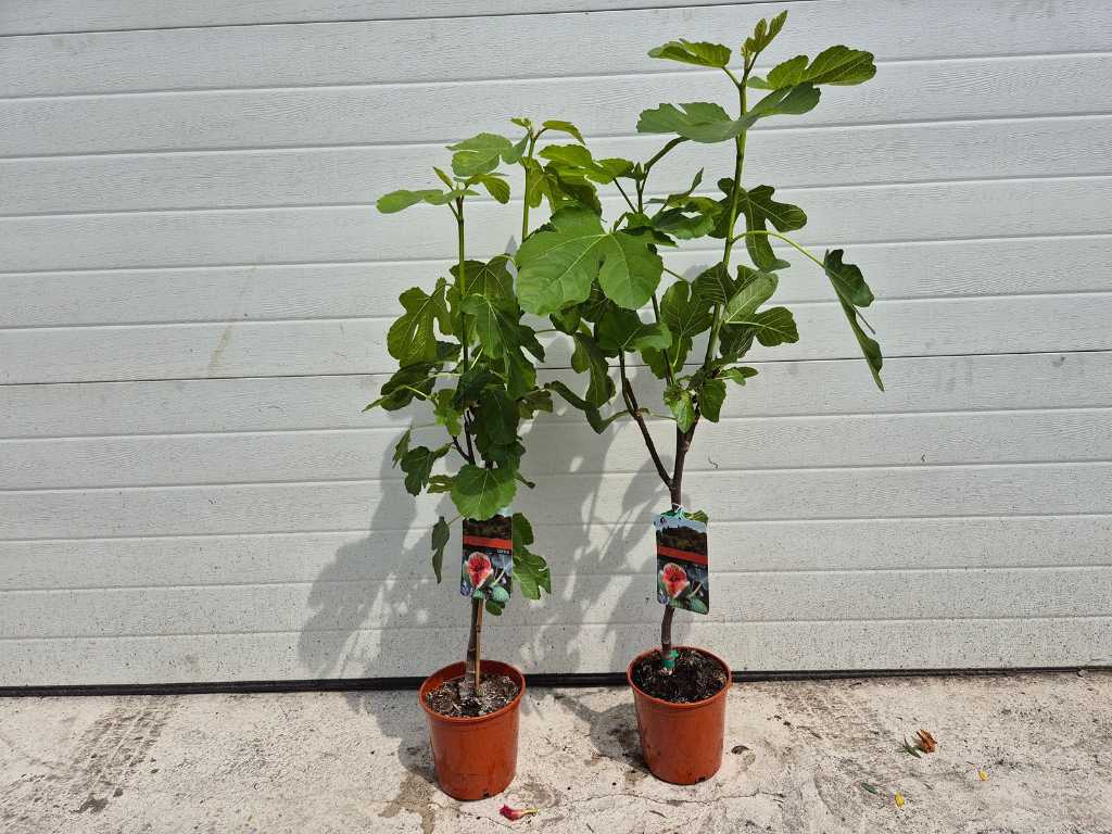 2x Vijgenboom - Ficus Carica - Vrucht- / fruitboom - hoogte ca. 100 cm