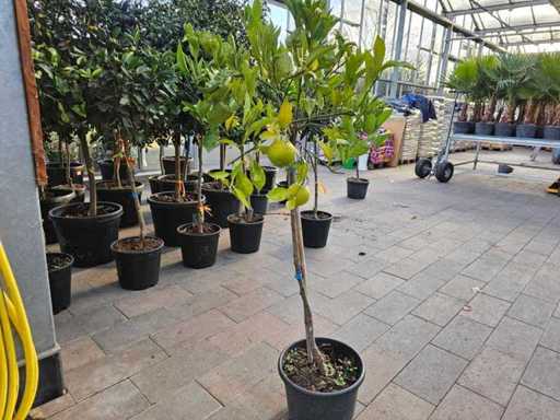 Mediterrane citroenboom op stam - winterhard tot -7°C