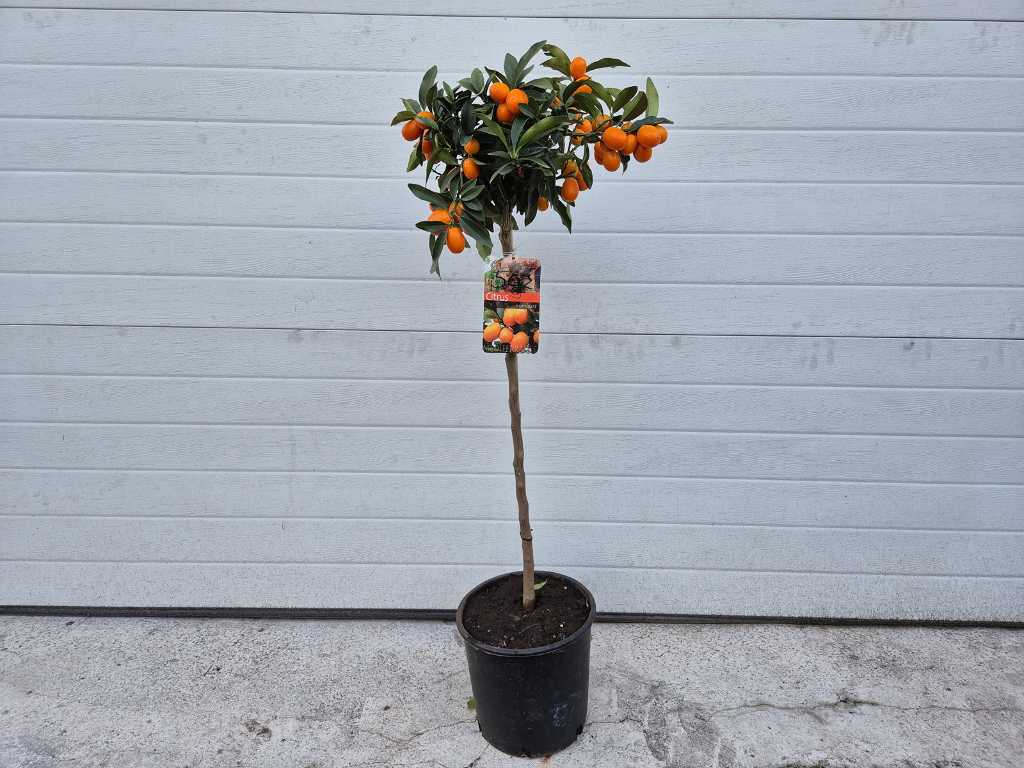 Dwarf orange - Fruit tree - Citrus Kumquat - height approx. 100 cm