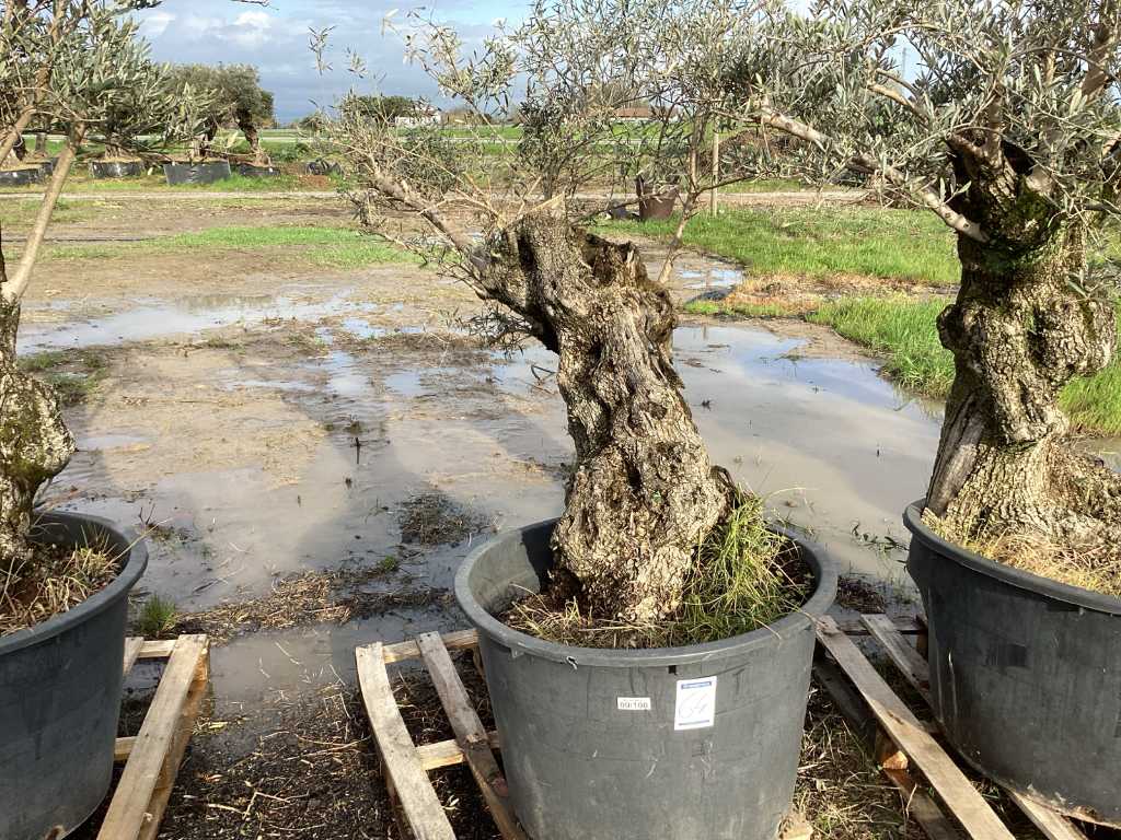 Centuries-old olive tree in pot