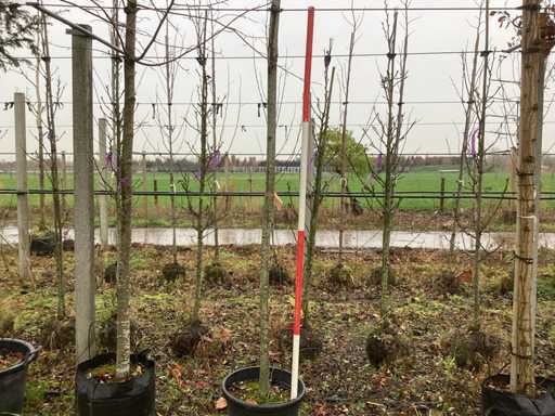 Pomara?cza meksyka?ska – drzewo topiary