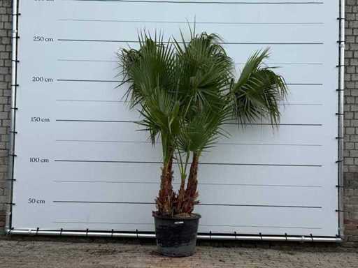 Mexican fan palm multi-stemmed - Washingtonia Robusta - height approx. 250 cm