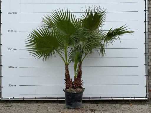 Palma a ventaglio messicana con più fusti - Washingtonia Robusta - altezza circa 240 cm