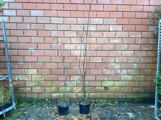 Haagplanten - Haagbeuk (x50)