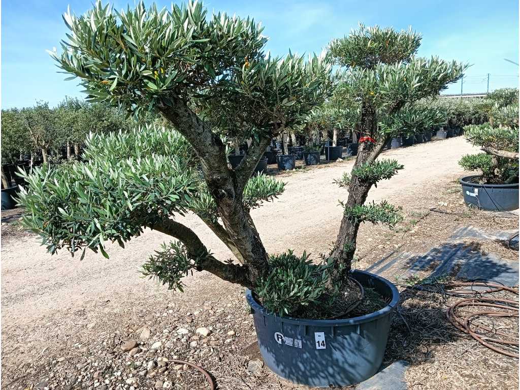 Centuries-old Olive Tree Bonsai Pon Pon