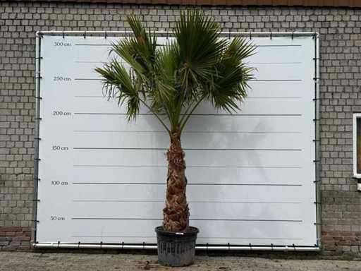 Mexican fan palm on stem 120-140 - Washingtonia Robusta - height approx. 280 cm
