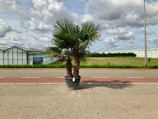 Podwójny pień palmy (Trachycarpus Fortunei)