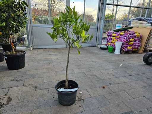 Mediterraner Zitronenbaum auf Stamm - Winterhart bis -7°C