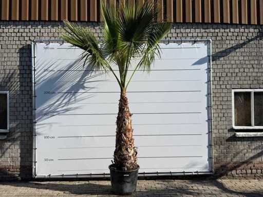 Mexican fan palm on stem - Washingtonia Robusta - height approx. 280 cm