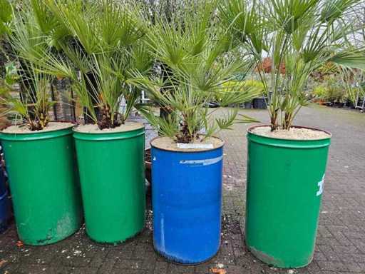 Imposing dwarf palm (Chamaerops humilis) in an industrial steel barrel - 200 cm