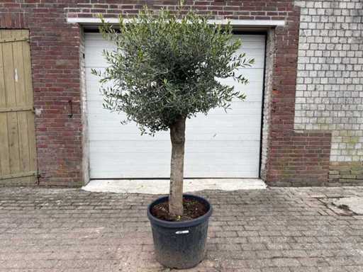 Olive Tree Round Ball M - Olea Europaea - Altezza circa 170 cm