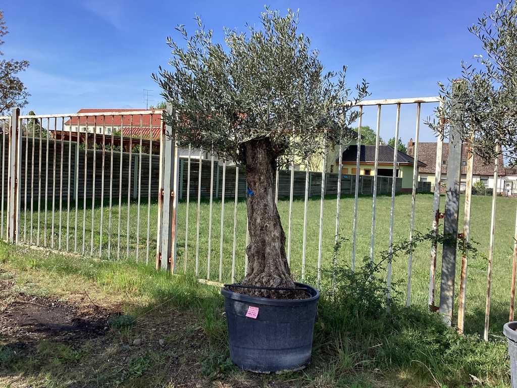 3 x Olive tree (hardy lot)