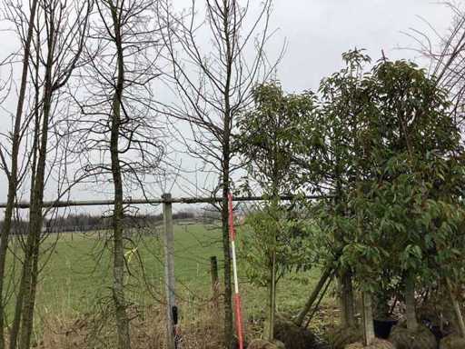 Hornbeam - Topiary tree