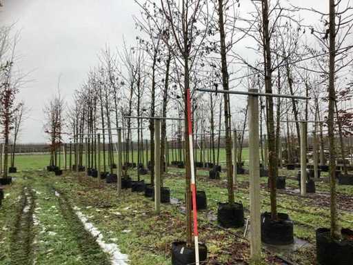 Klon norweski – drzewo topiary