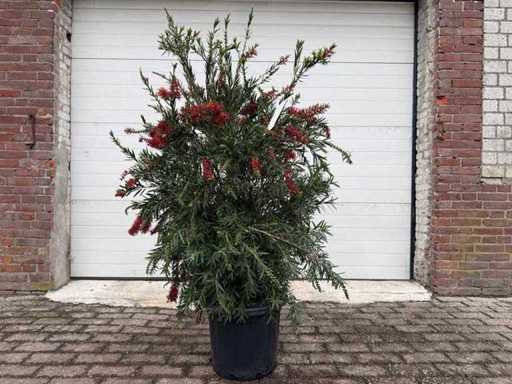 Lustruitor de lampă - Callistemon Masotti - Bloomer de primăvară - înălțime aprox. 170 cm 
