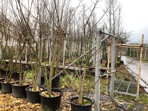 Bia?a morwa – drzewo ozdobne