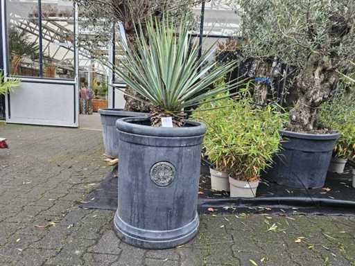 Exclusieve Yucca Rostrata in een Koninklijke Tuin Ontwerp Pot - Hardy & Noble