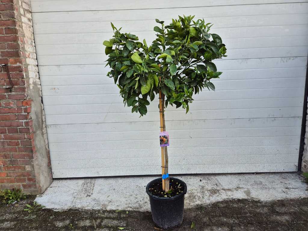 Sinaasappelboom - Citrus Sinensis - hoogte ca. 150 cm