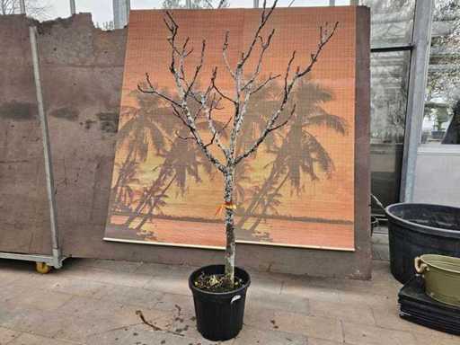 Hardy Fig Tree (Ficus carica) - 200 cm Solitaire
