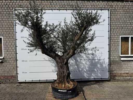 Olivenbaum-Bonsai verzweigt – Olea Europaea – ca. 80 Jahre alt – Höhe ca. 280 cm