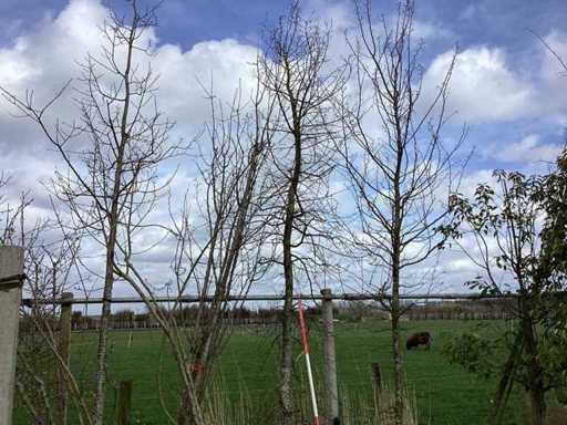 Hornbeam - Topiary trees