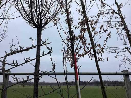 Hornbeam - Topiary tree
