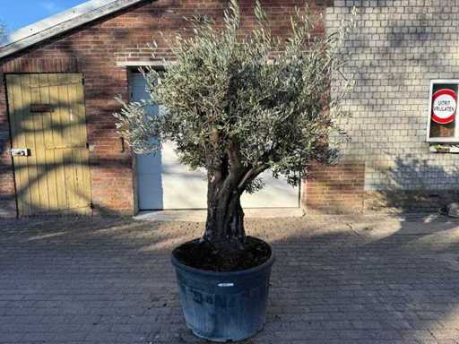 Olive tree Old Skin - Olea Europaea - 50 years old - Height approx. 250 cm 