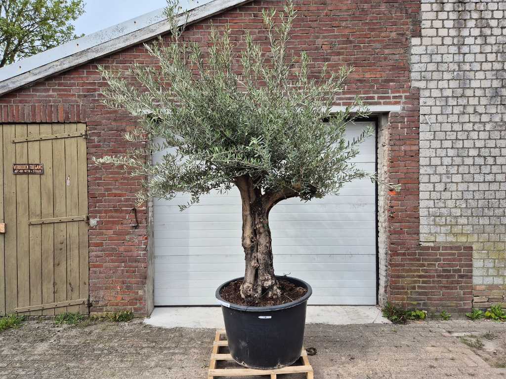 Olivenbaum Old Skin - Olea Europaea - Höhe ca. 350 cm