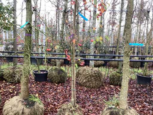 Măr ornamental - Pom fructifer / pom fructifer